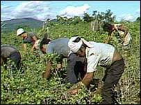 coca farmers